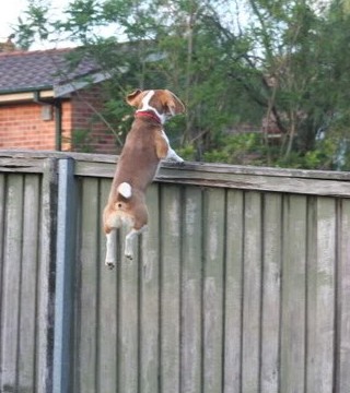 dog fences